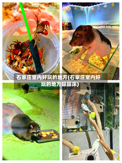 石家庄室内好玩的地方(石家庄室内好玩的地方蹦蹦床)-第2张图片