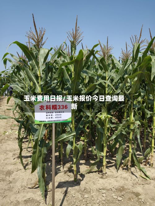 玉米费用日报/玉米报价今日查询最新