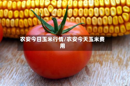 农安今日玉米行情/农安今天玉米费用-第2张图片