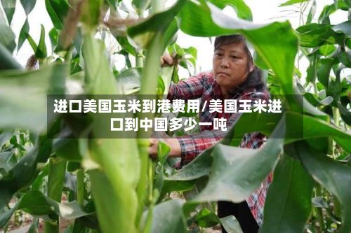 进口美国玉米到港费用/美国玉米进口到中国多少一吨