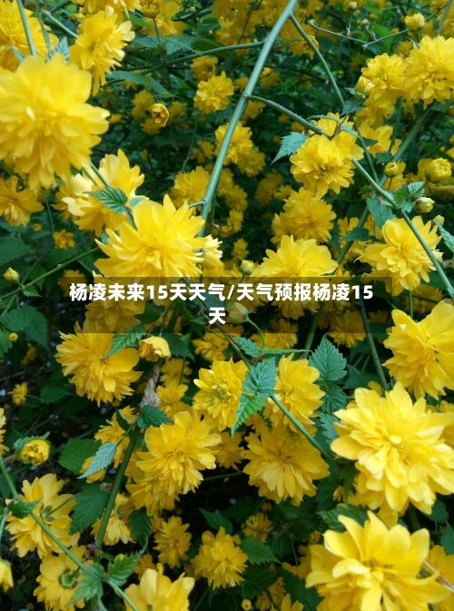 杨凌未来15天天气/天气预报杨凌15天