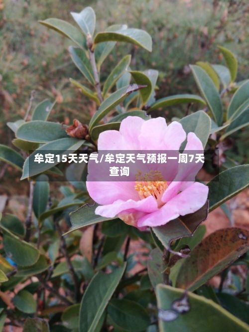 牟定15天天气/牟定天气预报一周7天查询