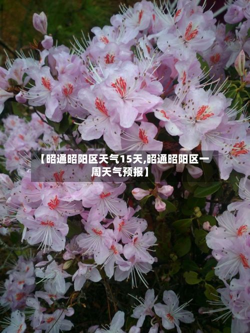 【昭通昭阳区天气15天,昭通昭阳区一周天气预报】-第2张图片