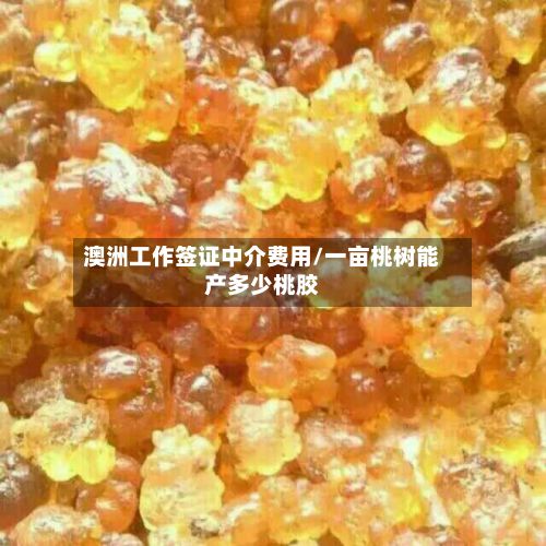 澳洲工作签证中介费用/一亩桃树能产多少桃胶