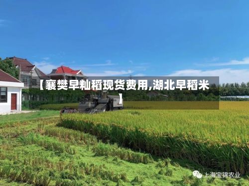 【襄樊早籼稻现货费用,湖北早稻米】-第2张图片