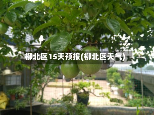 柳北区15天预报(柳北区天气)