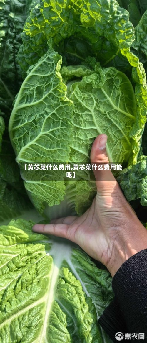 【黄芯菜什么费用,黄芯菜什么费用能吃】