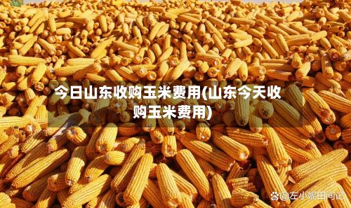 今日山东收购玉米费用(山东今天收购玉米费用)-第2张图片