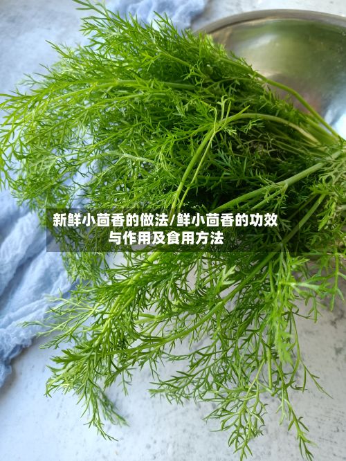 新鲜小茴香的做法/鲜小茴香的功效与作用及食用方法-第2张图片