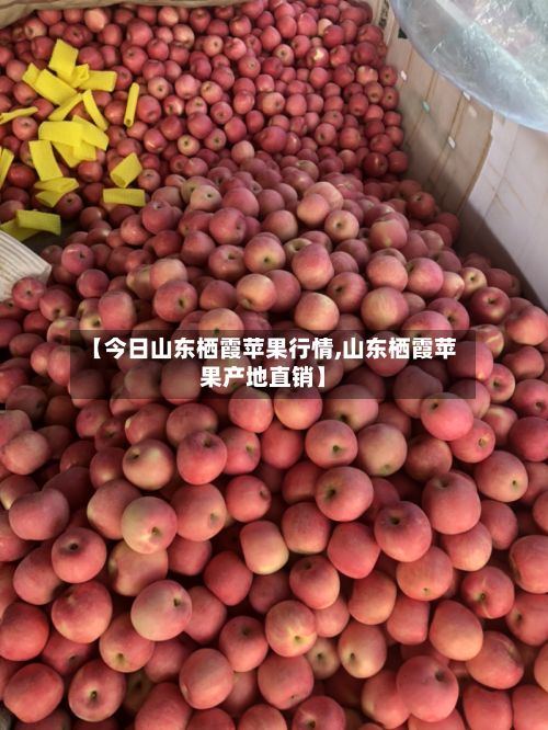 【今日山东栖霞苹果行情,山东栖霞苹果产地直销】