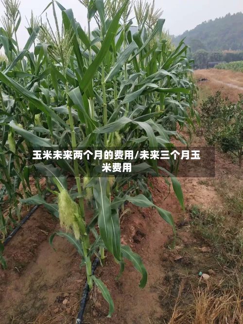 玉米未来两个月的费用/未来三个月玉米费用
