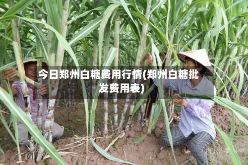 今日郑州白糖费用行情(郑州白糖批发费用表)