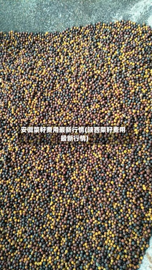 安徽菜籽费用最新行情(陕西菜籽费用最新行情)-第3张图片