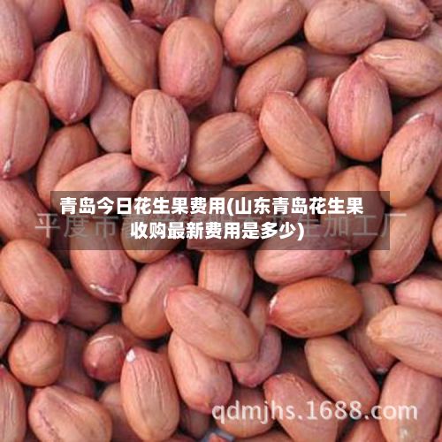 青岛今日花生果费用(山东青岛花生果收购最新费用是多少)