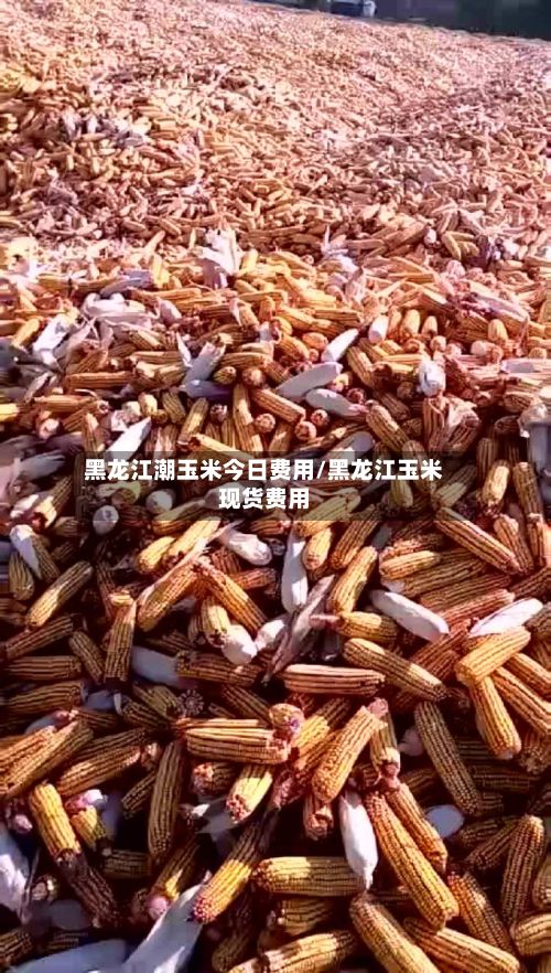 黑龙江潮玉米今日费用/黑龙江玉米现货费用-第2张图片
