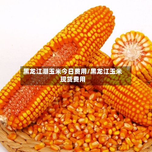 黑龙江潮玉米今日费用/黑龙江玉米现货费用-第3张图片