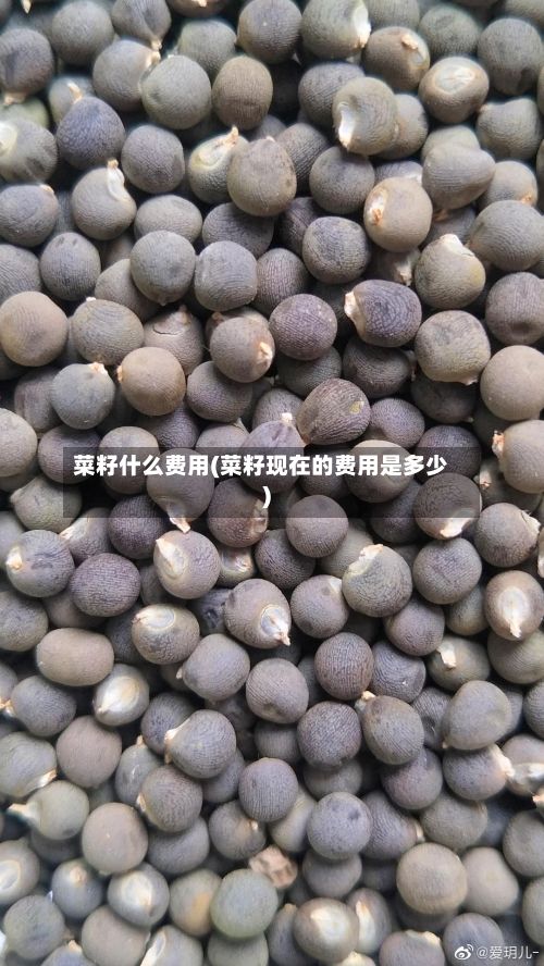 菜籽什么费用(菜籽现在的费用是多少)