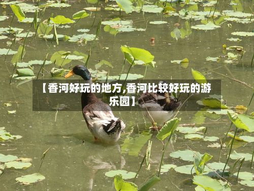 【香河好玩的地方,香河比较好玩的游乐园】