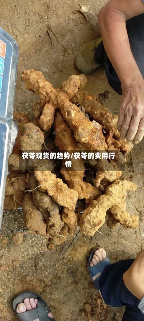 茯苓现货的趋势/茯苓的费用行情