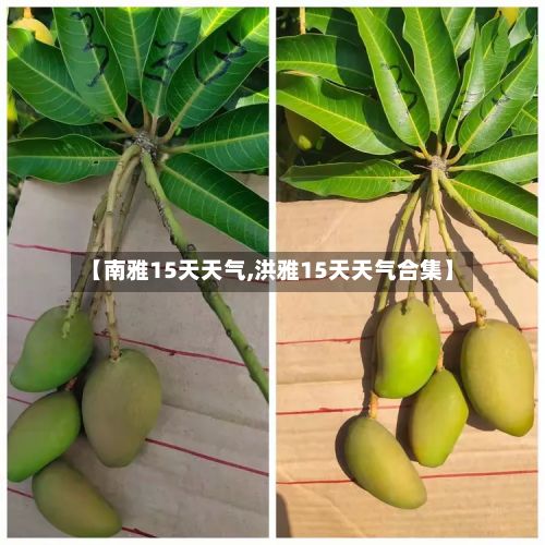 【南雅15天天气,洪雅15天天气合集】-第2张图片