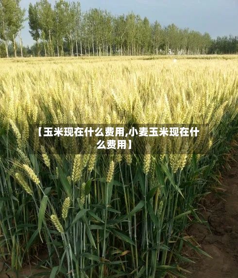 【玉米现在什么费用,小麦玉米现在什么费用】-第2张图片