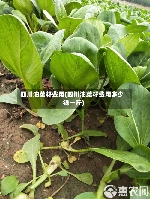 四川油菜籽费用(四川油菜籽费用多少钱一斤)-第2张图片