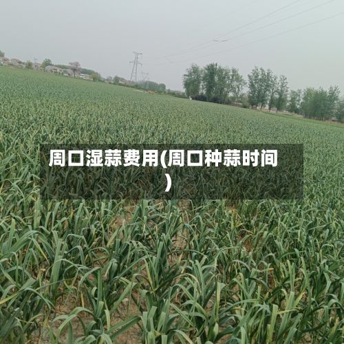 周口湿蒜费用(周口种蒜时间)