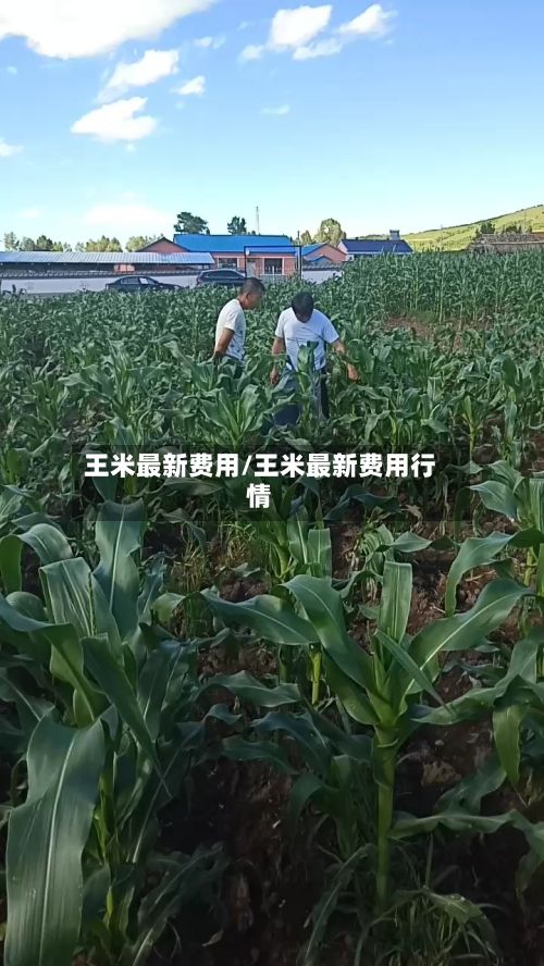 王米最新费用/王米最新费用行情-第2张图片