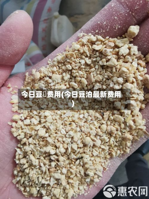 今日豆粨费用(今日豆泊最新费用)