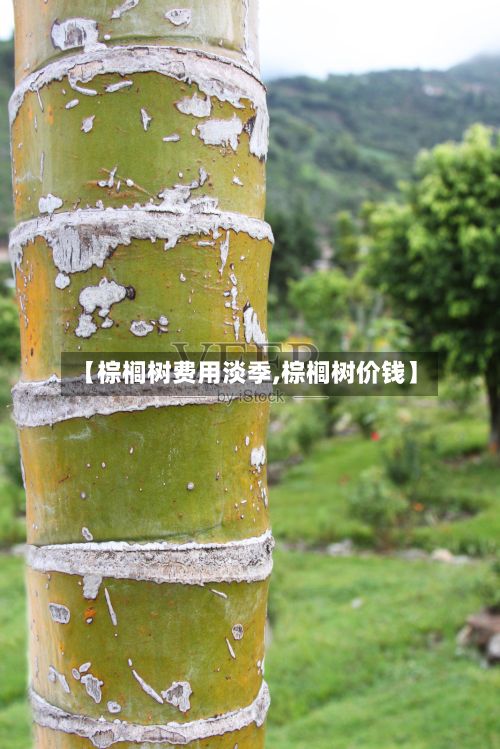【棕榈树费用淡季,棕榈树价钱】