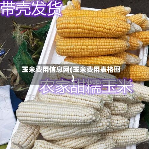 玉米费用信息网(玉米费用表格图)