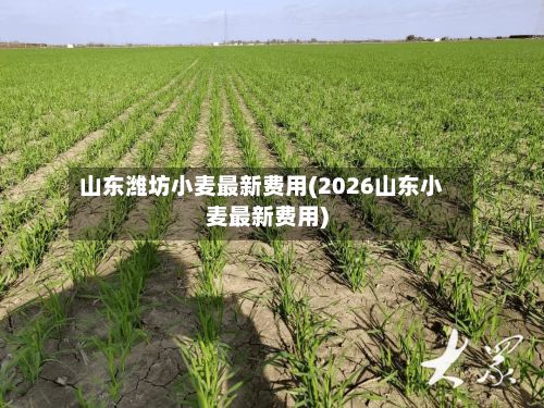 山东潍坊小麦最新费用(2026山东小麦最新费用)-第3张图片