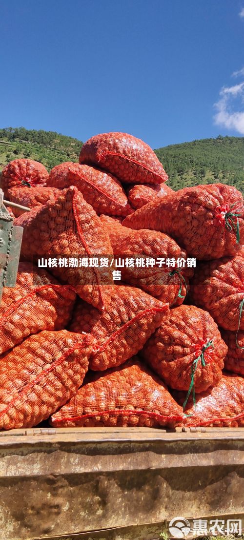 山核桃渤海现货/山核桃种子特价销售