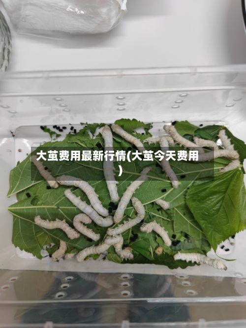 大茧费用最新行情(大茧今天费用)-第2张图片
