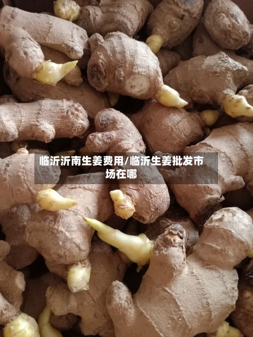 临沂沂南生姜费用/临沂生姜批发市场在哪