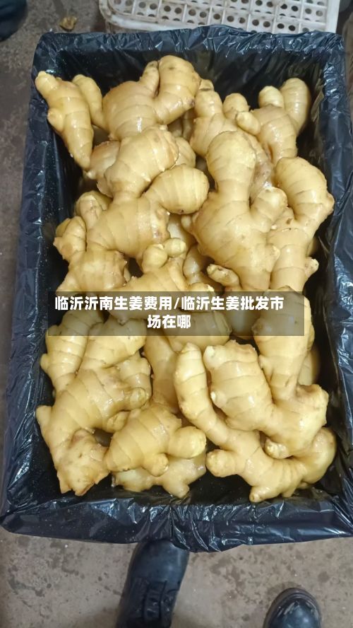 临沂沂南生姜费用/临沂生姜批发市场在哪-第2张图片