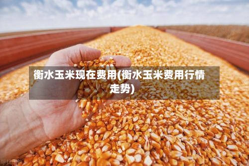 衡水玉米现在费用(衡水玉米费用行情走势)-第3张图片