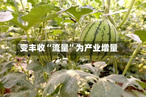 变丰收“流量”为产业增量-第2张图片