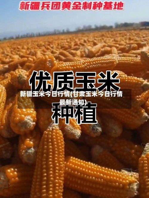 新疆玉米今日行情(甘肃玉米今日行情最新通知)