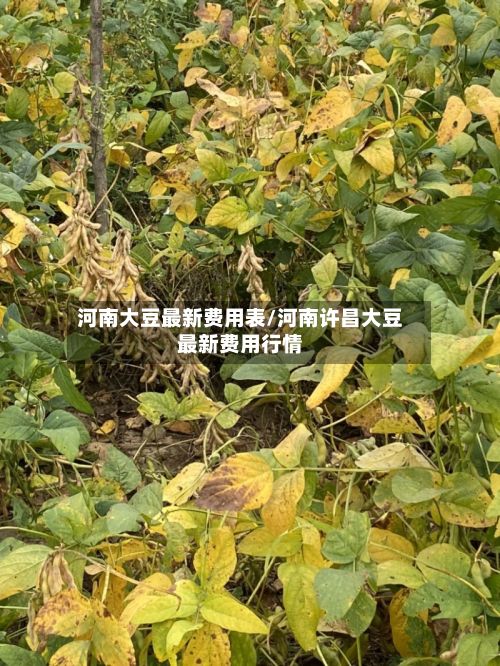 河南大豆最新费用表/河南许昌大豆最新费用行情
