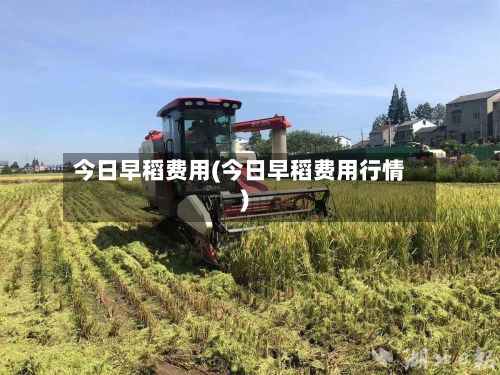 今日早稻费用(今日早稻费用行情)