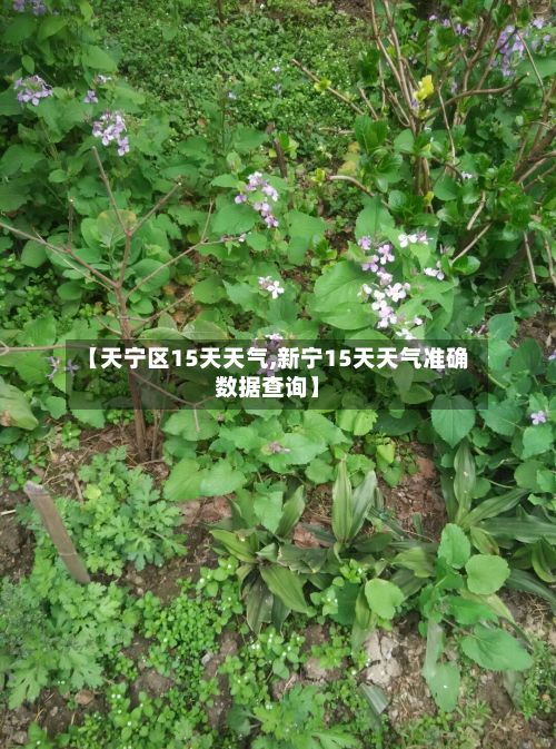 【天宁区15天天气,新宁15天天气准确数据查询】