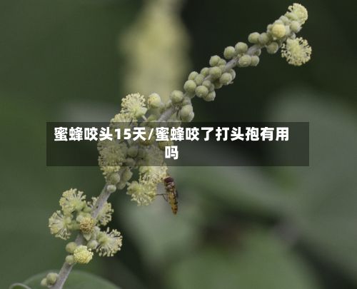 蜜蜂咬头15天/蜜蜂咬了打头孢有用吗-第2张图片