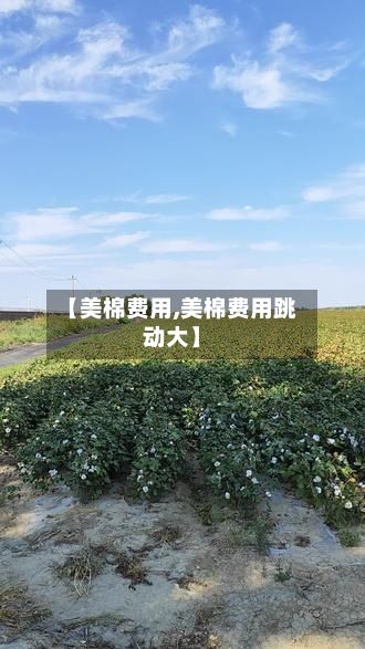 【美棉费用,美棉费用跳动大】