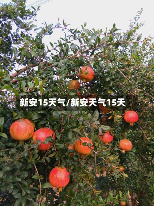 新安15天气/新安天气15天