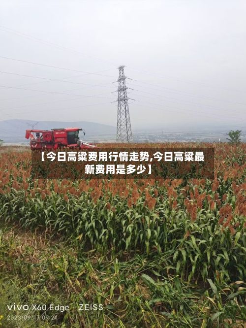 【今日高粱费用行情走势,今日高粱最新费用是多少】-第3张图片