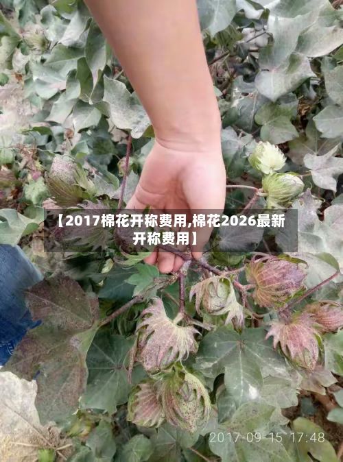【2017棉花开称费用,棉花2026最新开称费用】-第3张图片