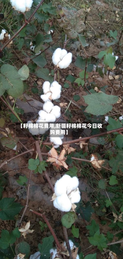 【籽棉棉花费用,新疆籽棉棉花今日收购费用】-第3张图片