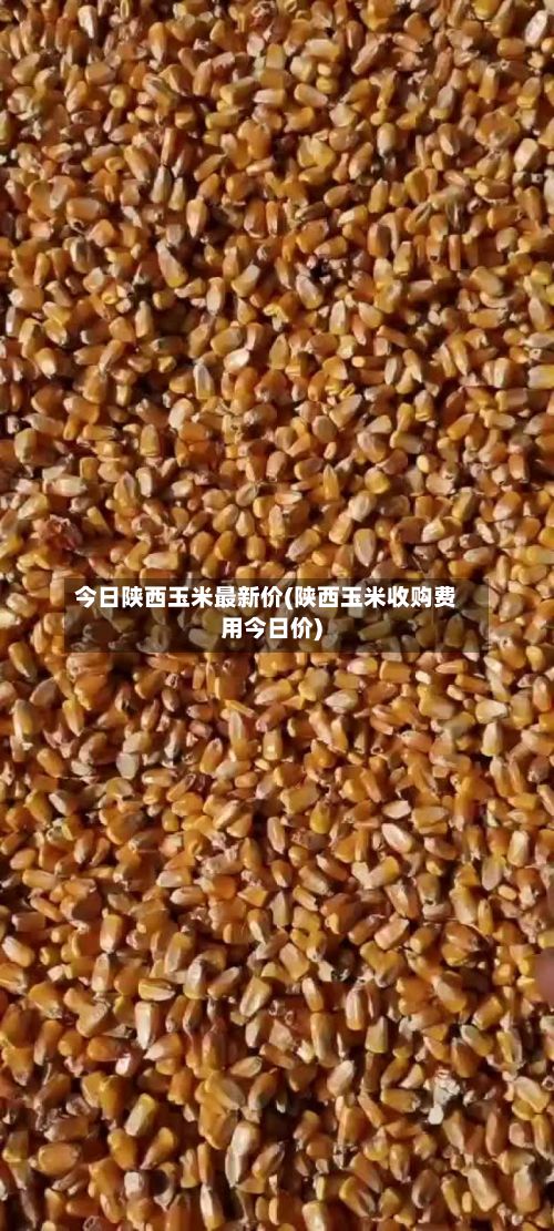 今日陕西玉米最新价(陕西玉米收购费用今日价)-第2张图片