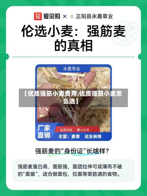 【优质强筋小麦费用,优质强筋小麦怎么选】-第2张图片